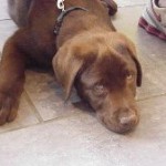 Bally the Dog