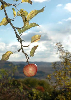 Red apple on tree